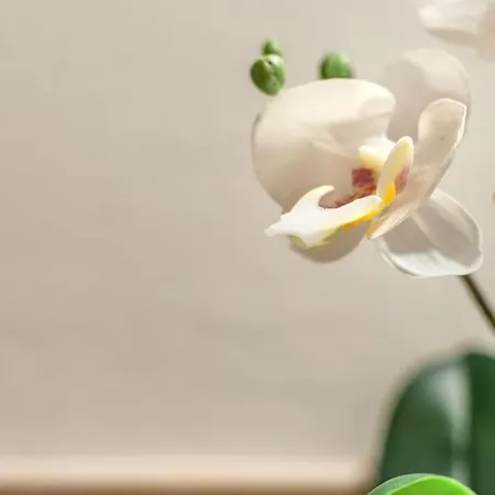 Mimosa- Loft Elegante Con Terrazza Nel Centro Di * シエーナ