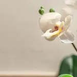 Mimosa- Loft Elegante Con Terrazza Nel Centro Di * 锡耶纳