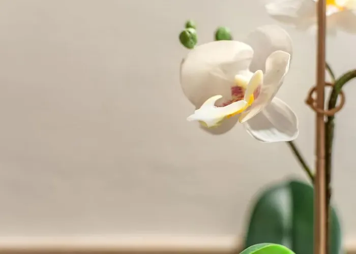 Mimosa- Loft Elegante Con Terrazza Nel Centro Di * Σιένα