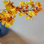 Mimosa- Loft Elegante Con Terrazza Nel Centro Di